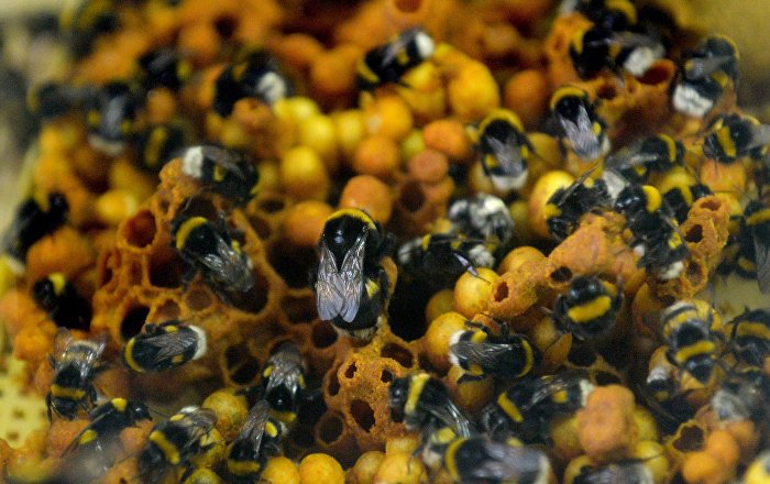 Bombus terrestris