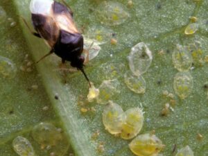 Orius laevigatus