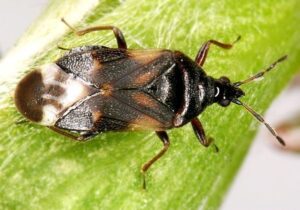 Anthocoris nemoralis