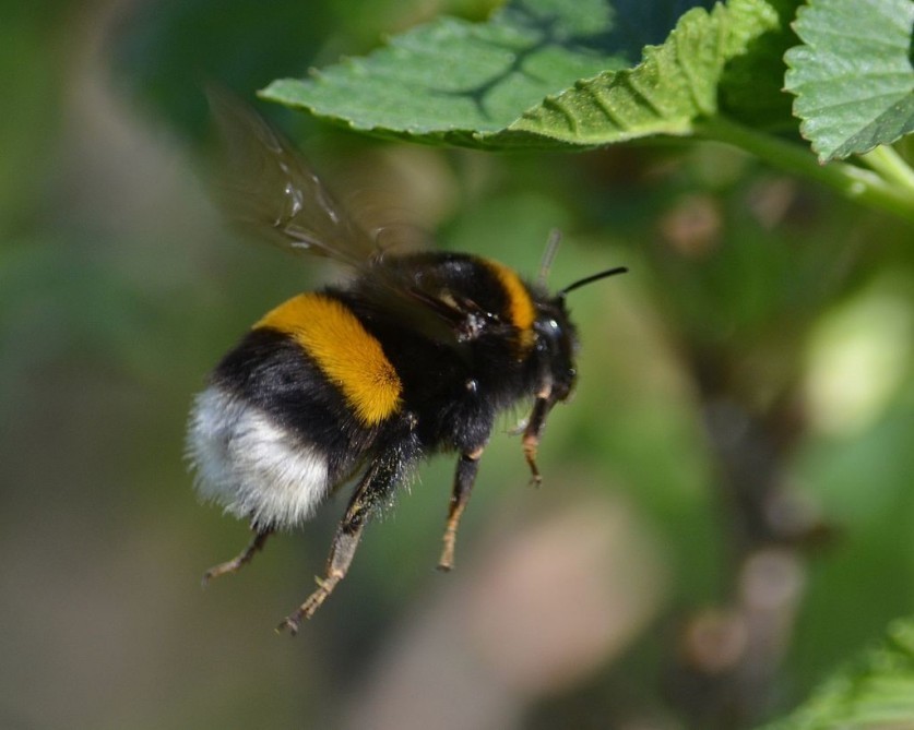 Bombus terrestris
