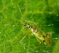 Nesidiocoris tenuis