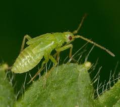 Macrolophus pygmaeus
