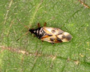 Orius laevigatus