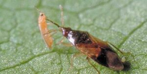 Orius majuscules