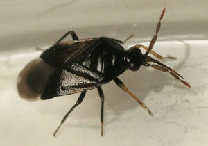 Orius niger
