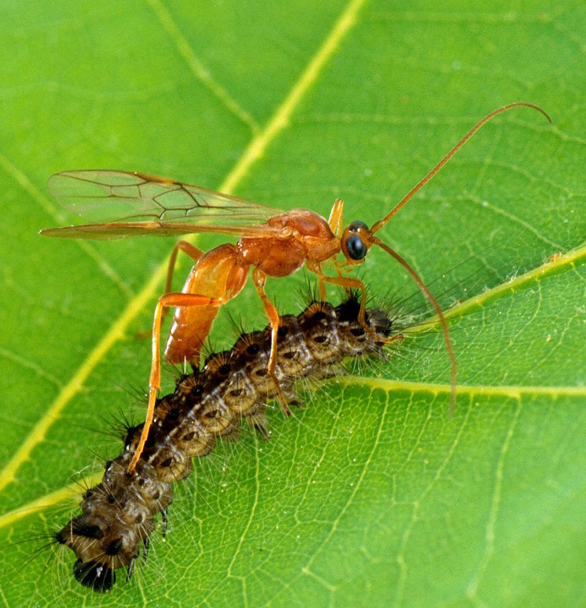 naezdnik